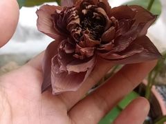 -伴山茶苑·一盏冰茶·半日山居