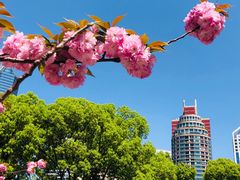 -新虹桥中心花园