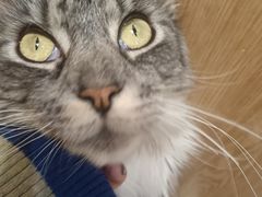 -MOCHA明星猫咖(田子坊店)