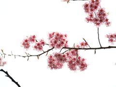 -南山植物园