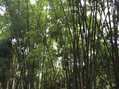 -东部华侨城