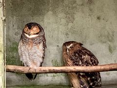 -吉隆坡雀鸟公园