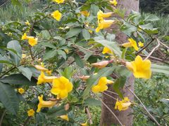 -华南国家植物园-售票处