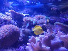 -悉尼海洋生物水族馆