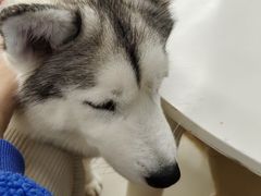 -怪兽屋·羊驼·猫咖·狗咖(俊华广场店)