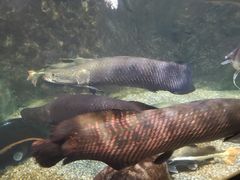 -太平洋海底世界