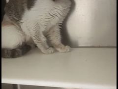 -萌兽医馆·犬猫专科·眼科中心·宠物医院(朝阳门分院)