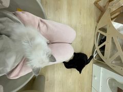 -有喵·猫咖·狗咖·30几只猫10只小狗(岗厦店)