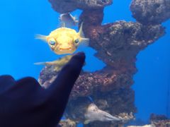 -烟台海昌鲸鲨海洋公园