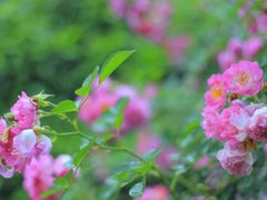 -西湖风景区-江洋畈生态公园