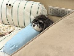 -百好乐宠物友好餐厅(朝外大街店)