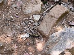 -梧桐山风景名胜区