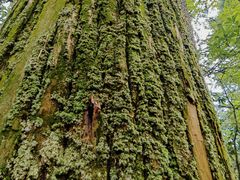 -天目山大树王景区