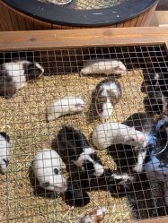 -酷嗒动物文化乐园(cutezoo西溪乐天城店)