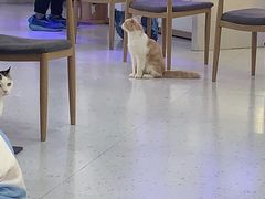 -喵园·猫主题咖啡厅·撸猫·猫咖(国贸店)