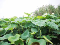 -荷塘月色湿地公园·向阳花洲