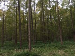 -黄海国家森林公园