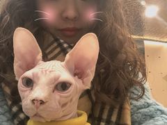 -飞行喵MR PILOT|猫舍·猫咖(静安大融城店)