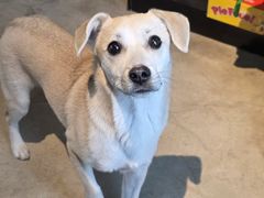 -百好乐宠物友好餐厅(朝外大街店)