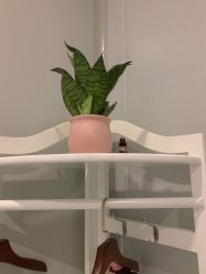 -苑苑vbeauty科技美容SPA