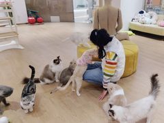 -1013 PET SHOP精品宠物商店(丁香店)