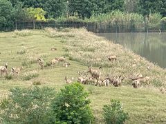 -溱湖国家湿地公园