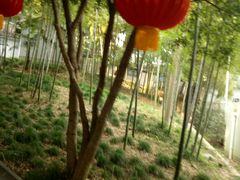 -上海佘山国家森林公园西佘山园