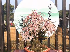 -香雪海