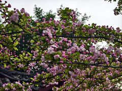 -棠湖公园