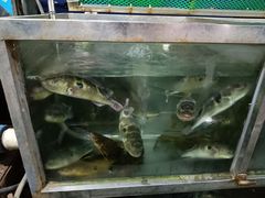 -友记河鲜(聚友美食店)