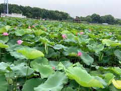 -嘉北郊野公园