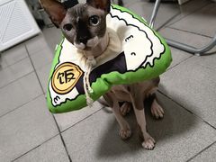 -美联众合动物医院·24h转诊中心