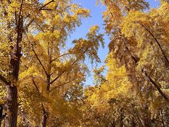 -三里屯东五街银杏大道