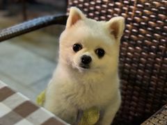 -Mammamia意大利餐厅(阳春巷店)