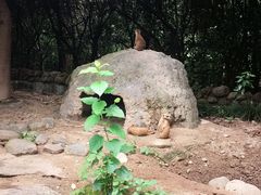 -上海野生动物园
