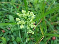 -广州国际生物岛山地公园揽胜园