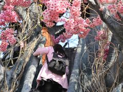 -天适樱花悠乐园