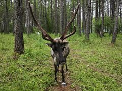 -粘豆包柴火铁锅炖