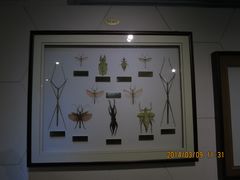 IMG_2875-上海昆虫博物馆