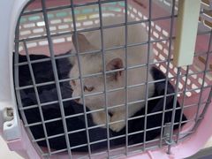 -北京观赏动物医院·24小时大型综合·猫专科·异宠专科