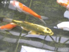 锦鲤-龙凤山庄(永定镇店)