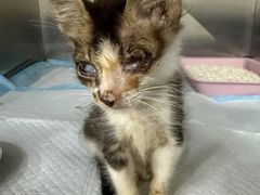 -东莞宠友24H宠物中心医院·转诊夜诊·异宠(新河北路院)