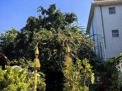 -品德宏·孔雀宴的发源地(金塔园店)