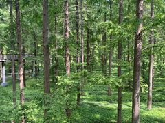 -黄海国家森林公园