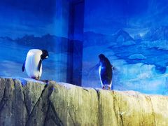 -成都浩海立方海洋公园