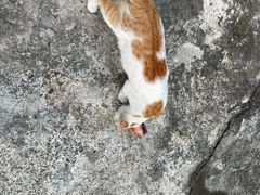 -星鹿农家乐·烤鸡·柴火鸡·团建