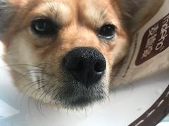 -芭比堂动物医院·犬猫全科·异宠专科(雁塔分院)