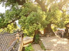 -杨家堂村