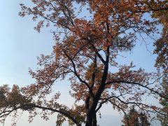 -广州市石门国家森林公园