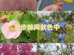 -昆山城市生态森林公园